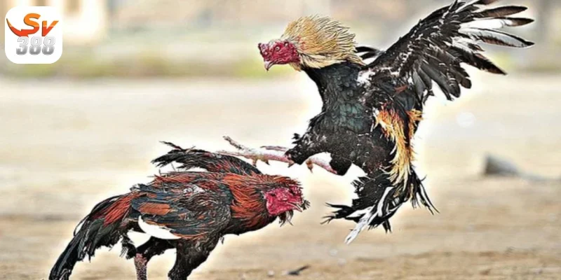 Nguồn gốc và lịch sử