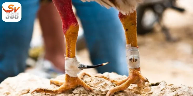 Cách phân định thắng thua Đá Gà Thomo Sv388