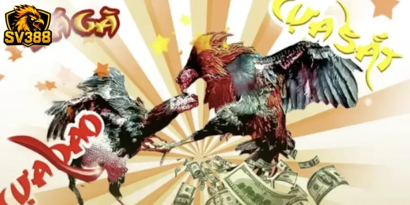 Cấu trúc chuẩn của bảng kèo đá gà SV388 hiện nay