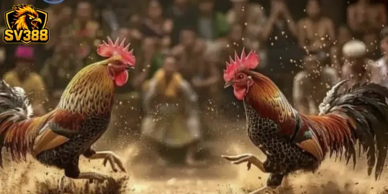 Chiến thuật đọc vị biến động kèo đá gà tại thương hiệu SV388