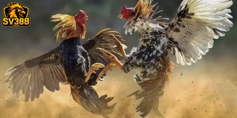 Sai lầm cần tránh khi soi kèo ở cổng game SV388